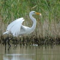 Czapla biała - Ardea alba - Western Great Egret
