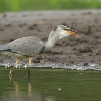 Czapla siwa - Ardea cinerea -Grey Heron