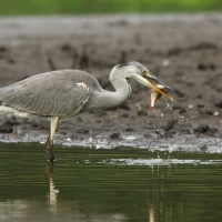 Czapla siwa - Ardea cinerea -Grey Heron
