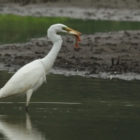 Czapla biała - Ardea alba - Western Great Egret