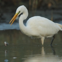 Czapla biała - Ardea alba - Western Great Egret