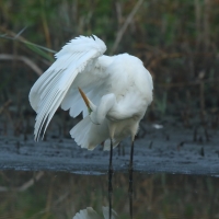 Czapla biała - Ardea alba - Western Great Egret