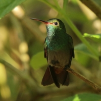 Szmaragdzik brązowosterny - Amazilia tzacatl - Rufous-tailed Hummingbird