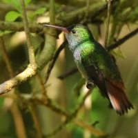 Szmaragdzik brązowosterny - Amazilia tzacatl - Rufous-tailed Hummingbird