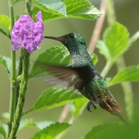 Szmaragdzik brązowosterny - Amazilia tzacatl - Rufous-tailed Hummingbird