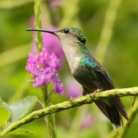 Widłogonek modrobrzuchy - Thalurania colombica - Crowned Woodnymph