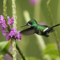 Kolcosterek zielony - Discosura conversii - Green Thorntail
