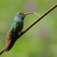 Szmaragdzik brązowosterny - Amazilia tzacatl - Rufous-tailed Hummingbird
