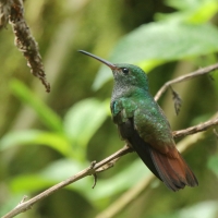 Szmaragdzik brązowosterny - Amazilia tzacatl - Rufous-tailed Hummingbird