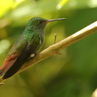 Szmaragdzik brązowosterny - Amazilia tzacatl - Rufous-tailed Hummingbird
