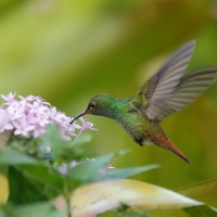 Szmaragdzik brązowosterny - Amazilia tzacatl - Rufous-tailed Hummingbird
