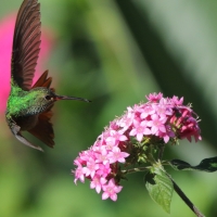 Szmaragdzik brązowosterny - Amazilia tzacatl - Rufous-tailed Hummingbird