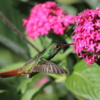 Szmaragdzik brązowosterny - Amazilia tzacatl - Rufous-tailed Hummingbird