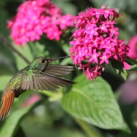 Szmaragdzik brązowosterny - Amazilia tzacatl - Rufous-tailed Hummingbird
