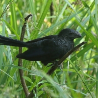Kleszczojad bruzdodzioby - Crotophaga sulcirostris - Groove-billed Ani