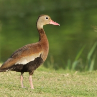 Drzewica czarnobrzucha - Dendrocygna autumnalis - Black-bellied Whistling-duck