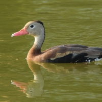 Drzewica czarnobrzucha - Dendrocygna autumnalis - Black-bellied Whistling-duck