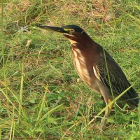 Czapla zielona - Butorides virescens - Green Heron