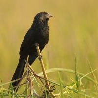 Kleszczojad bruzdodzioby - Crotophaga sulcirostris - Groove-billed Ani