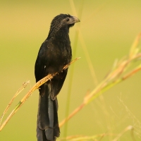 Kleszczojad bruzdodzioby - Crotophaga sulcirostris - Groove-billed Ani