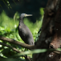 Tygryska nagobroda - Tigrisoma mexicanum - Bare-throated Tiger-Heron