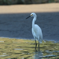 Czapla śnieżna - Snowy Egret