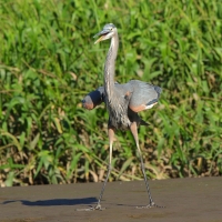 Czapla modra - Ardea herodias - Great Blue Heron