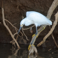 Czapla śnieżna - Snowy Egret