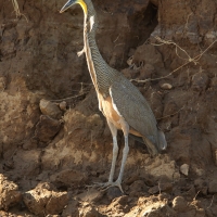 Tygryska nagobroda - Tigrisoma mexicanum - Bare-throated Tiger-Heron