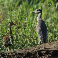 Ślepowron żółtoczelny - Nyctanassa violacea - Yellow-crowned Night-Heron