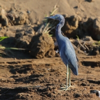 Czapla śniada - Egretta caerulea - Little Blue Heron