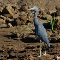 Czapla śniada - Egretta caerulea - Little Blue Heron
