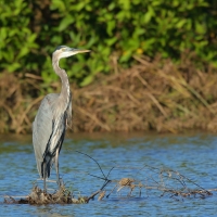 Czapla modra - Ardea herodias - Great Blue Heron