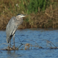 Czapla modra - Ardea herodias - Great Blue Heron