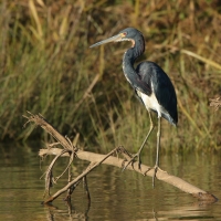 Czapla trójbarwna - Egretta tricolor - Tricolored Heron