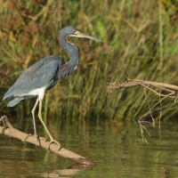 Czapla trójbarwna - Egretta tricolor - Tricolored Heron