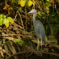Czapla śniada - Egretta caerulea - Little Blue Heron