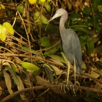 Czapla śniada - Egretta caerulea - Little Blue Heron