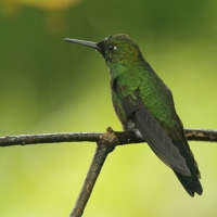 Brylancik niebieskogardły - Heliodoxa jacula - Green-crowned Brilliant