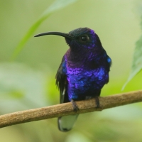 Zapylak fioletowy - Campylopterus hemileucurus - Violet Sabrewing