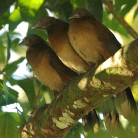 Czakalaka północna - Ortalis vetula - Plain Chachalaca