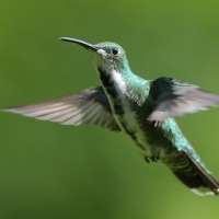 Węglik krawatowy - Anthracothorax prevostii - Green-breasted Mango
