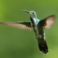 Węglik krawatowy - Anthracothorax prevostii - Green-breasted Mango