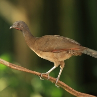 Czakalaka północna - Ortalis vetula - Plain Chachalaca