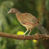 Czakalaka północna - Ortalis vetula - Plain Chachalaca