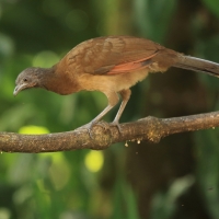 Czakalaka północna - Ortalis vetula - Plain Chachalaca
