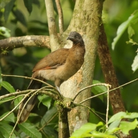 Czakalaka północna - Ortalis vetula - Plain Chachalaca