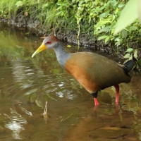 Chruścielak szaroszyi - Aramides cajaneus - Gray-necked Wood Rail