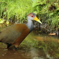Chruścielak szaroszyi - Aramides cajaneus - Gray-necked Wood Rail
