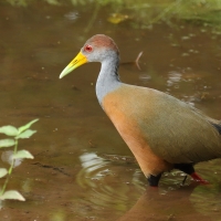 Chruścielak szaroszyi - Aramides cajaneus - Gray-necked Wood Rail